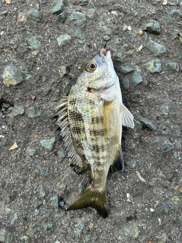 チヌの釣果