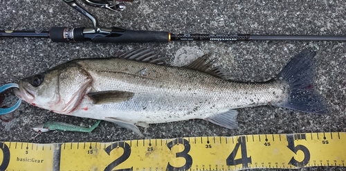 シーバスの釣果