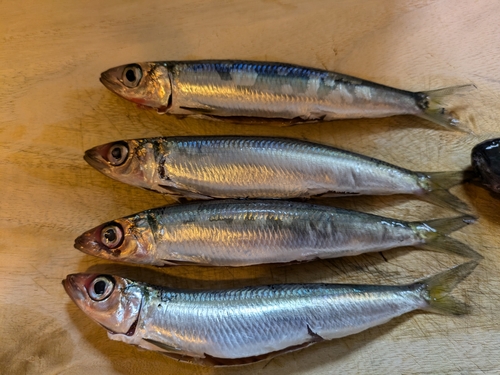 ウルメイワシの釣果