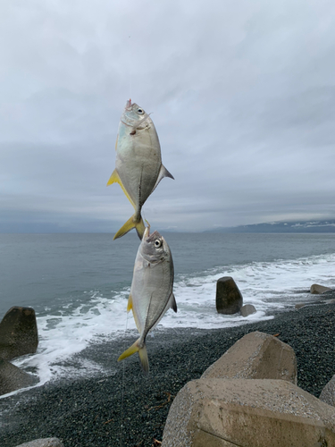 ギンガメアジの釣果