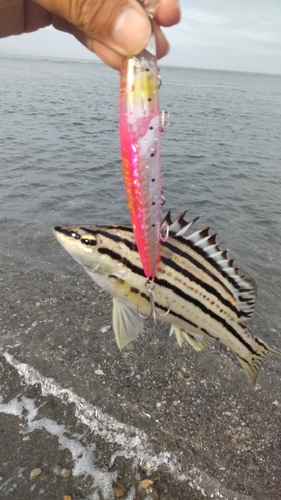 キュウセンの釣果