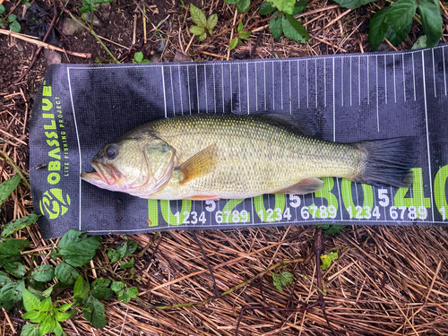 ブラックバスの釣果