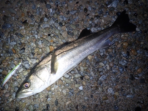 スズキの釣果