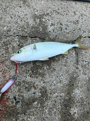 ツバイソの釣果