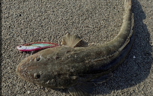 マゴチの釣果