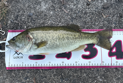 ブラックバスの釣果