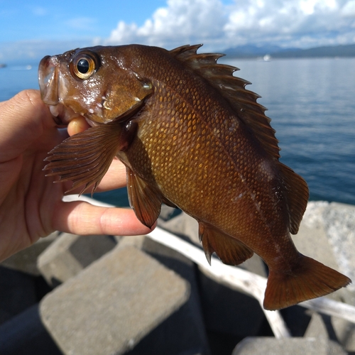 ガヤの釣果