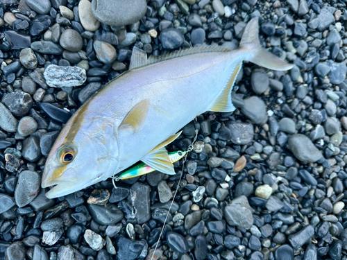 ショゴの釣果