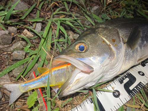 シーバスの釣果