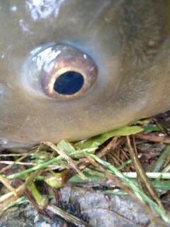 コイの釣果