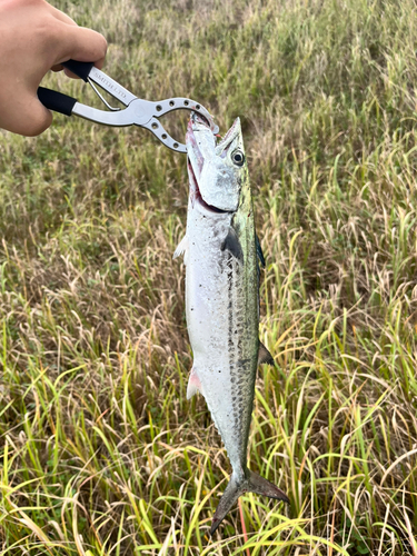 サゴシの釣果