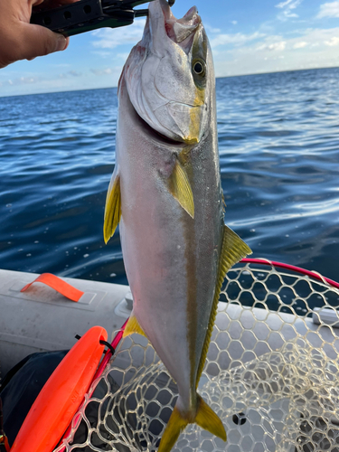 ヒラマサの釣果