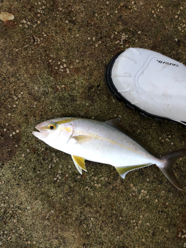 ネリゴの釣果