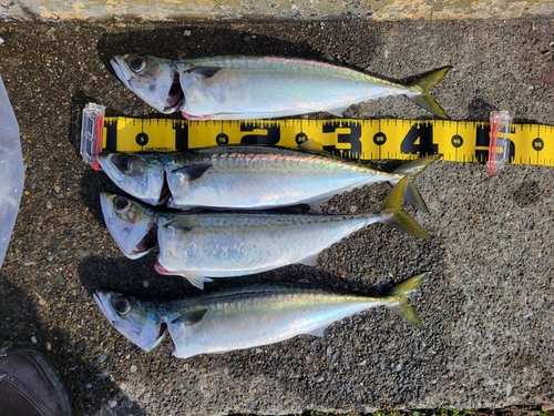 サバの釣果