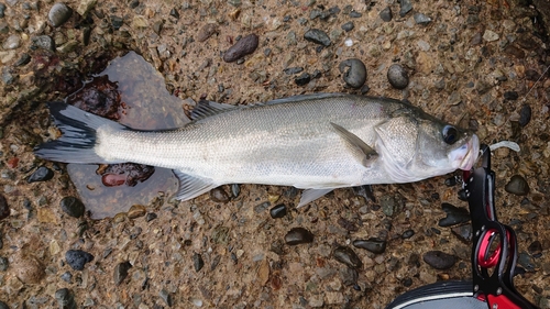 フッコ（マルスズキ）の釣果