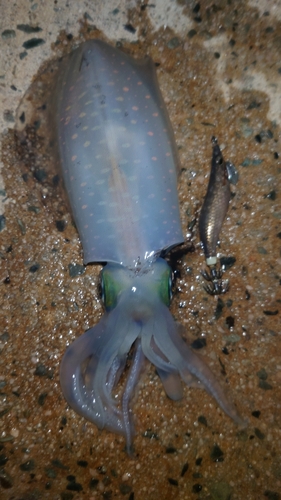 アオリイカの釣果