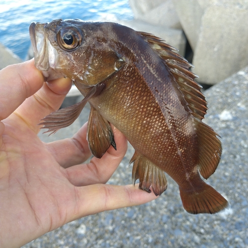 ガヤの釣果