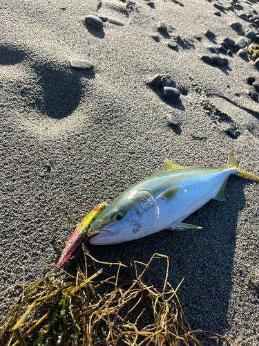 ワカシの釣果