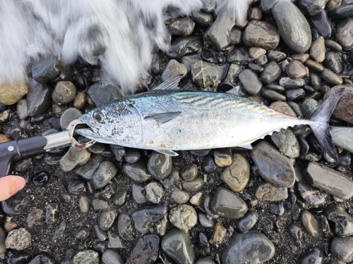 スマガツオの釣果