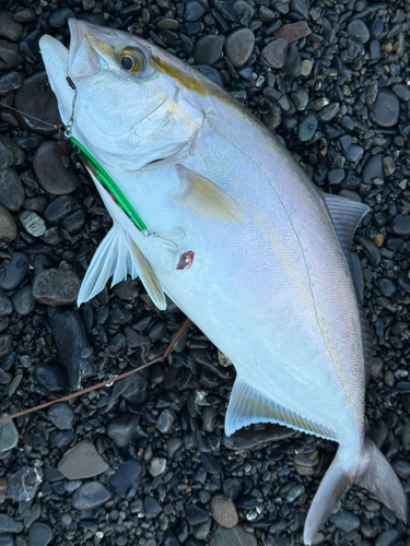 ショゴの釣果