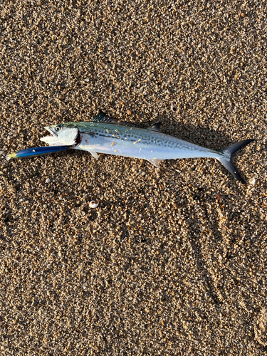 サゴシの釣果