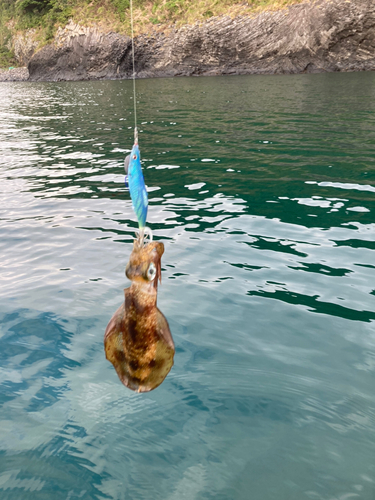 イカの釣果