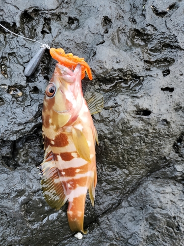 アカハタの釣果