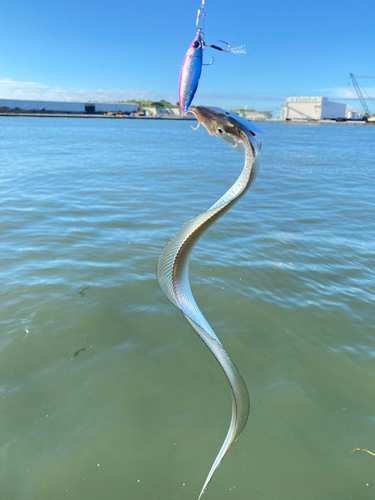 タチウオの釣果