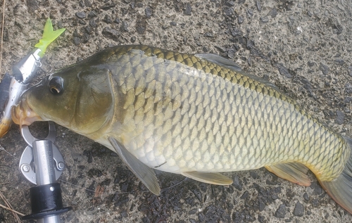 コイの釣果