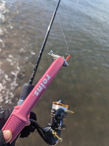 コトヒキの釣果