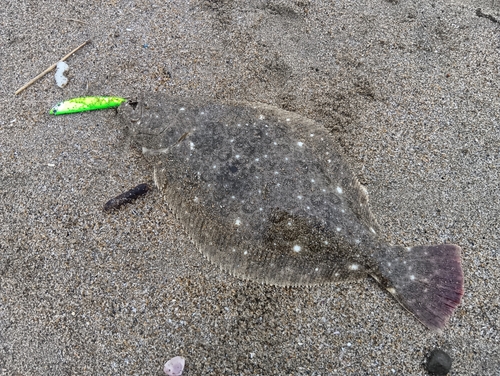 ヒラメの釣果