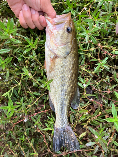 ブラックバスの釣果