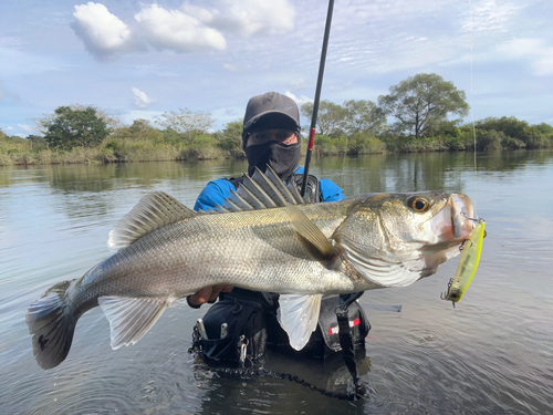 スズキの釣果