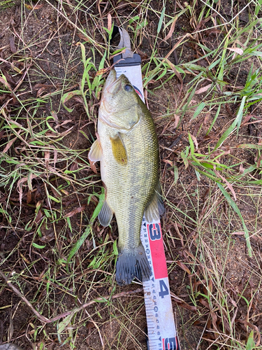 ラージマウスバスの釣果