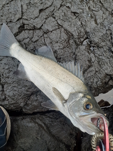 ヒラスズキの釣果