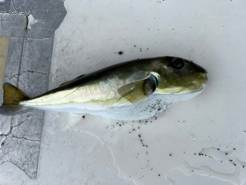 シロサバフグの釣果