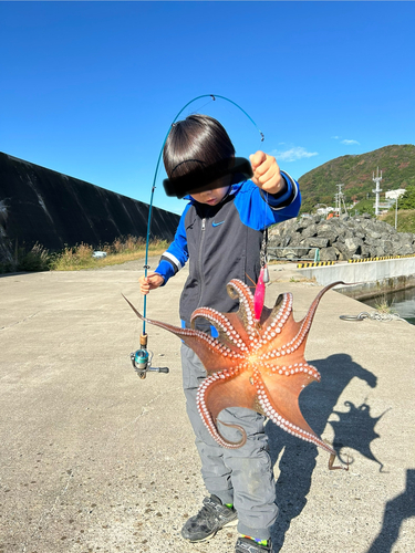 タコの釣果