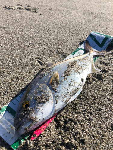 ショゴの釣果