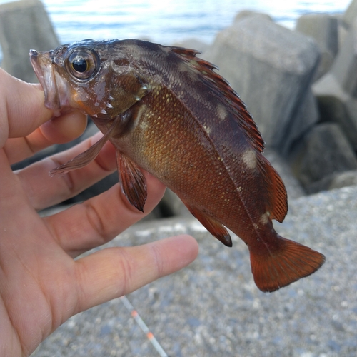 ガヤの釣果