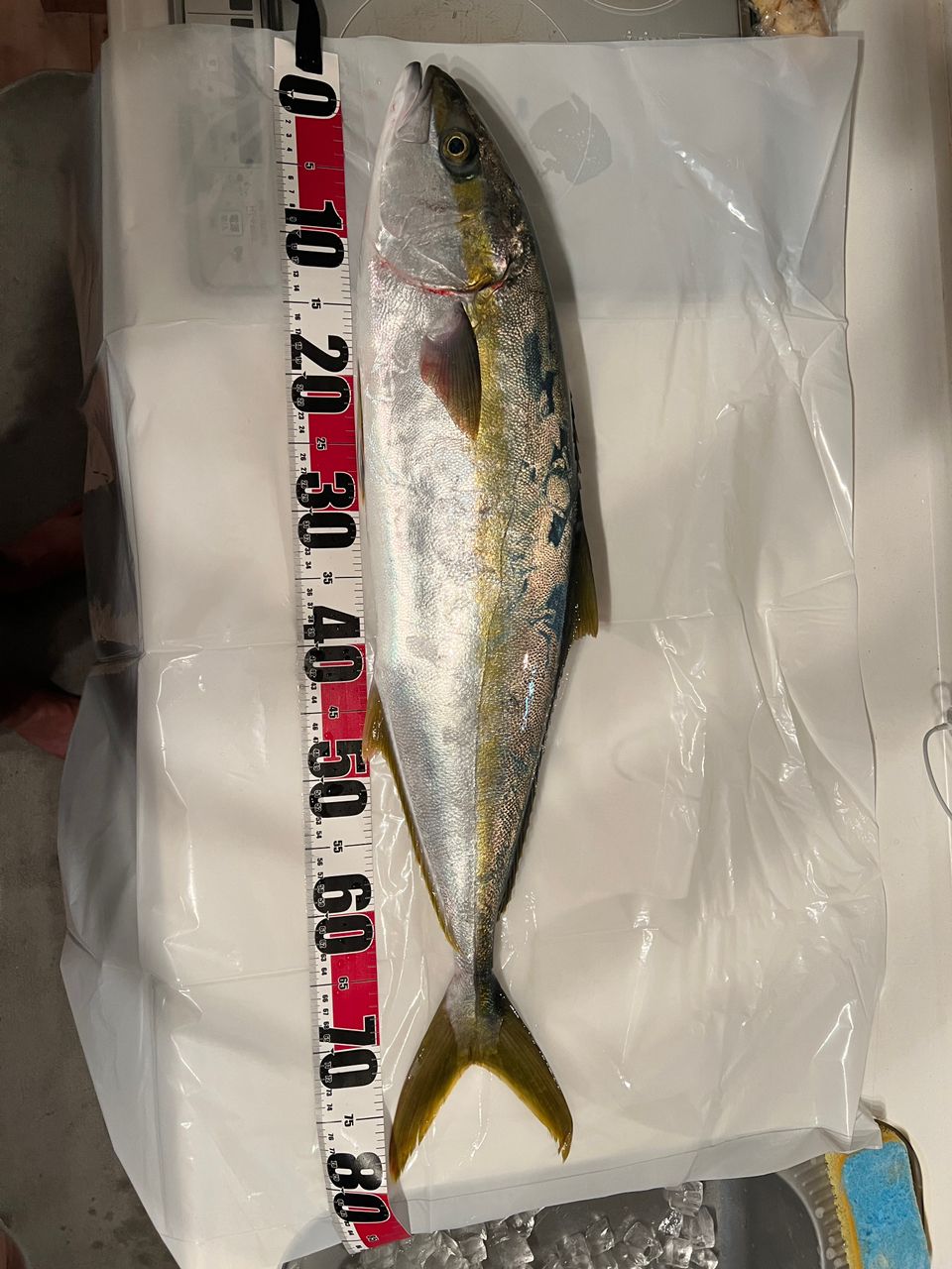 P&A&Dさんの釣果 3枚目の画像