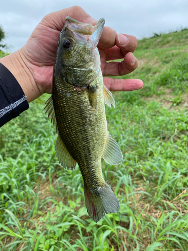 ラージマウスバスの釣果