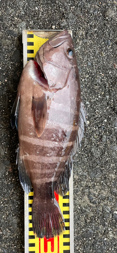 マハタの釣果