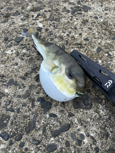 シロサバフグの釣果