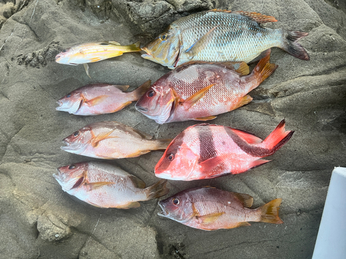 シブダイの釣果