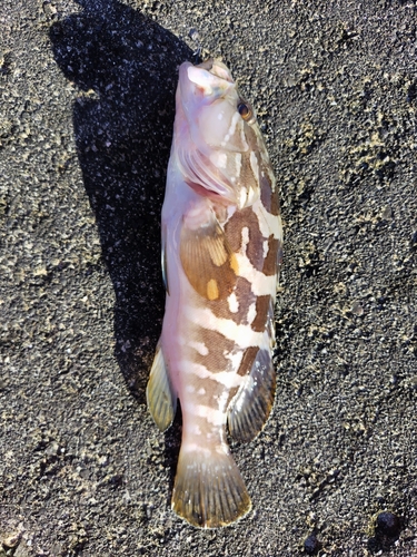 マハタの釣果