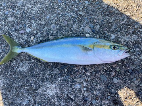 ツバスの釣果