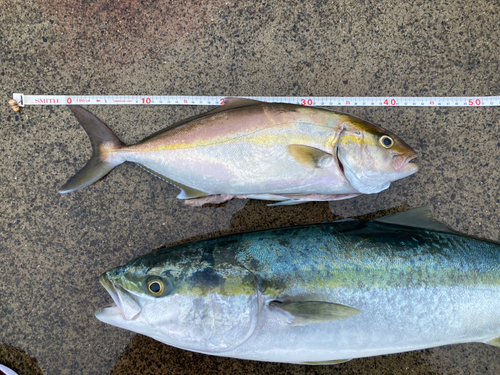 ショゴの釣果