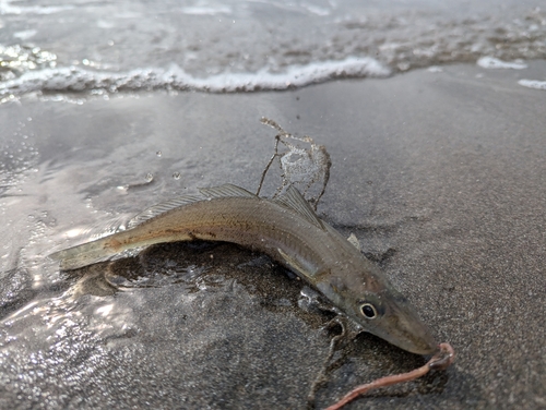 シロギスの釣果