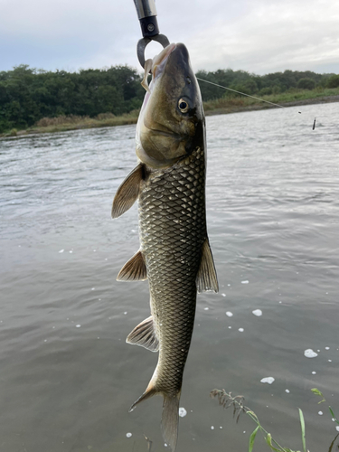 ニゴイの釣果