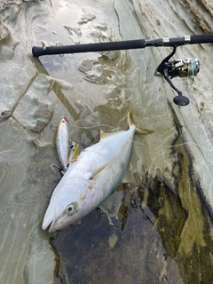 ヒラマサの釣果